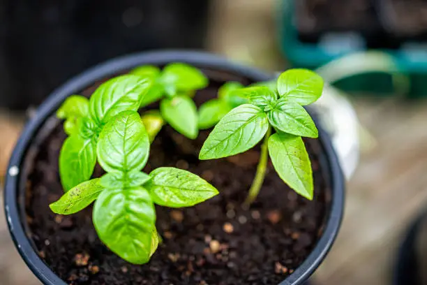 Macro closeup of green sweet Italian basil plant showing detail and texture in soil flowerpot with bokeh background