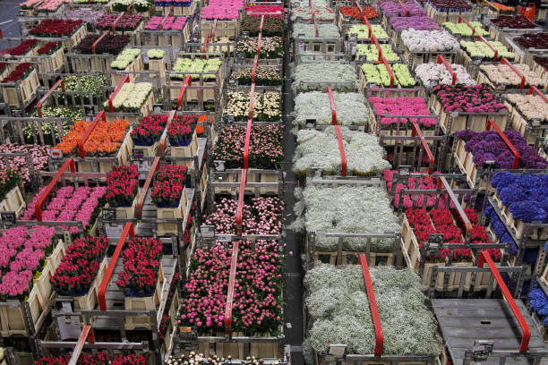 AALSMEER, NETHERLANDS - JUNE 1, 2011: Carts of variety of flowers staging at Aalsmeer FloraHolland auction market