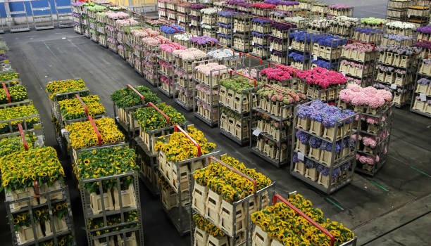 Aalsmeer, Netherlands - June 1, 2011: Carts of variety of flowers staging at Aalsmeer FloraHolland auction market