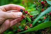 Hanging black and red ripe blackberries group of berries ripening on plant bush garden farm with man hand picking holding fruit