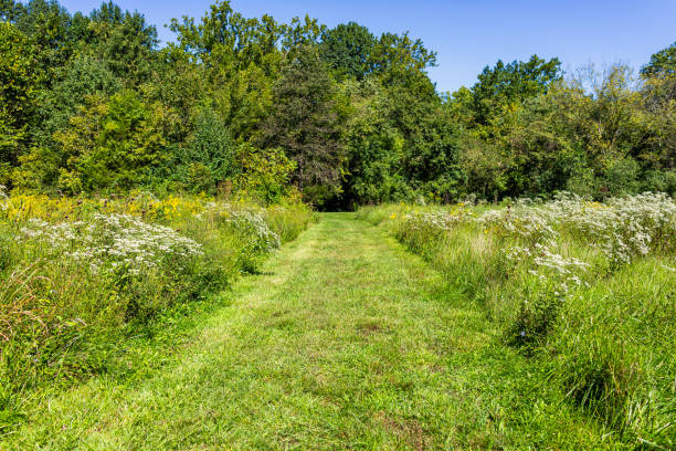 Green meadow field near Sugarland Run Stream Valley Trail hike in Herndon, Northern Virginia, Fairfax county with path to forest and spring summer wildflowers Green meadow field near Sugarland Run Stream Valley Trail hike in Herndon, Northern Virginia, Fairfax county with path to forest and spring summer wildflowers herndon virginia stock pictures, royalty-free photos & images