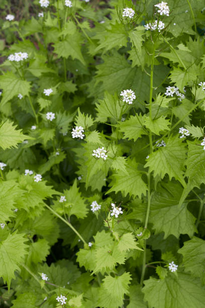istock Alliaria petiolata in bloom 1322891382