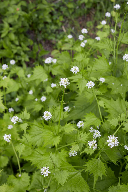 istock Alliaria petiolata in bloom 1322891386