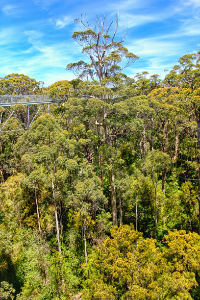 istock Tree Top Walk in the Valley of the Giants, Australia 1322892105