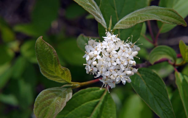 istock Red Osier Dogwood 1322892294