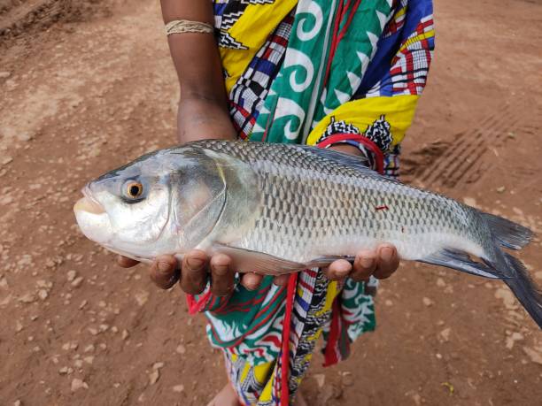 istock Big catla fish in hand carp fish harvesting 1322892341