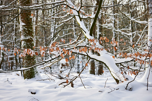 Trees in a forest covered in a layer of snow. The temperature is very low and the trees stand tall. There’s one big tree that is tilted in the middle of the scene.