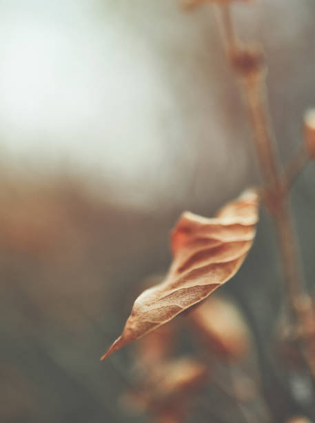 Abstract nature background with dried leaves on tree branches in winter