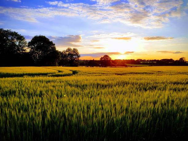 istock Sunrise over the farm 1322893937