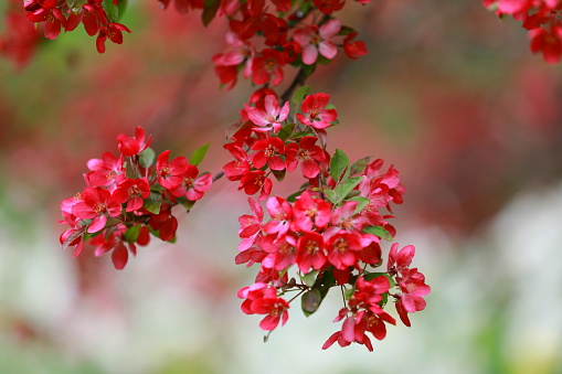 Pomegranate flowers in summer