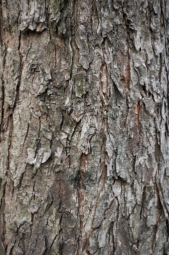 bark close up of Aesculus hippocastanum tree