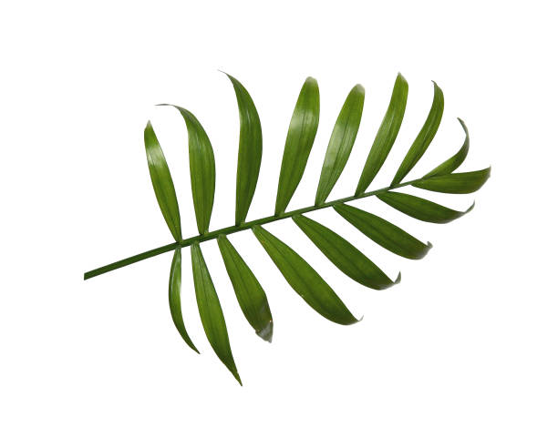 istock The palm leaf is isolated on a white background. 1322895800