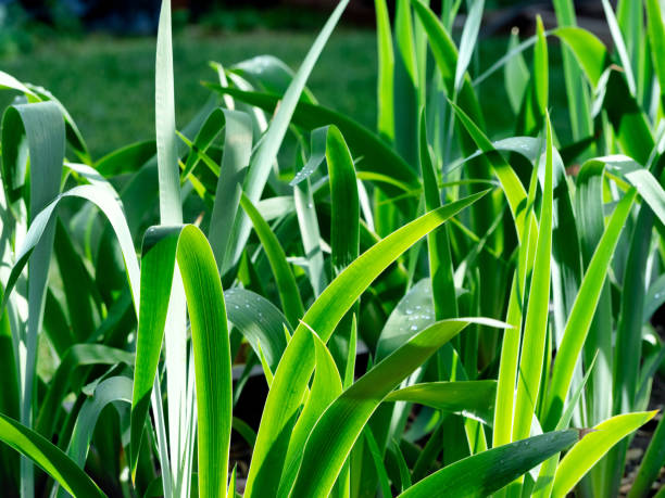 Iris leaves close-up in the springtime.