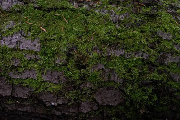 Green moss covers an oldtree's bark, close up macro photo