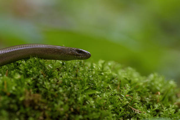 istock slow worm (Anguis fragilis) to the sun on the mossy ground 1322896186