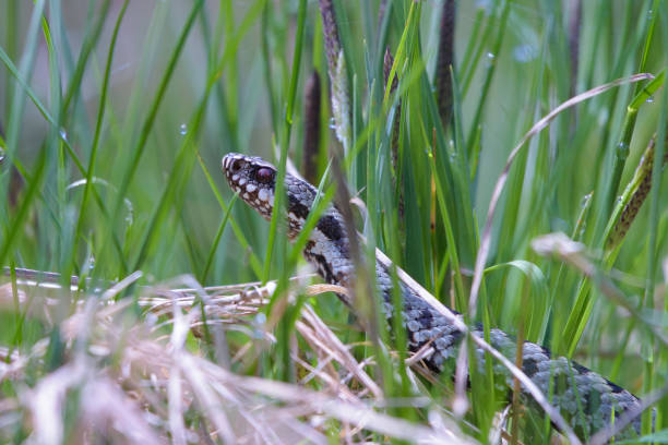 Common European Adder (Vipera berus) Common European Adder (Vipera berus) common adder stock pictures, royalty-free photos & images