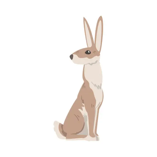 Vector illustration of Sitting Hare or Jackrabbit as Swift Animal with Long Ears and Grayish Brown Coat Vector Illustration