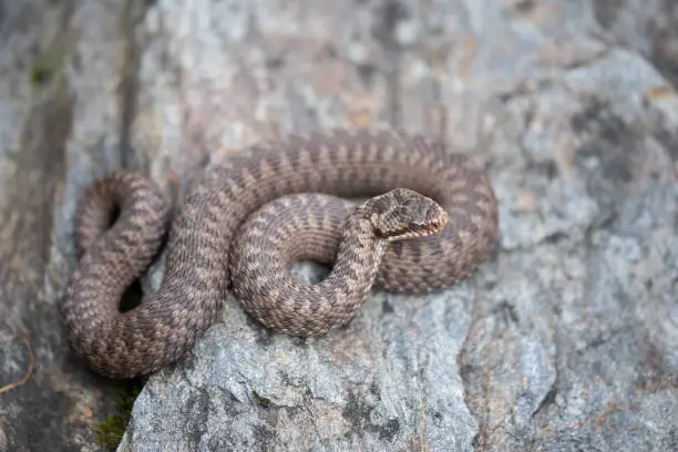 Common European Adder (Vipera berus)