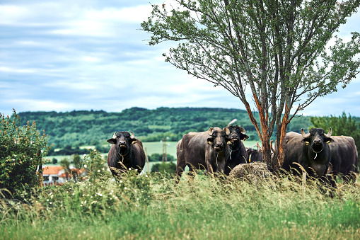 Water buffalo herd grazing in country farm