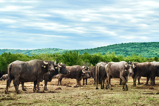 Water buffalo herd grazing in country farm