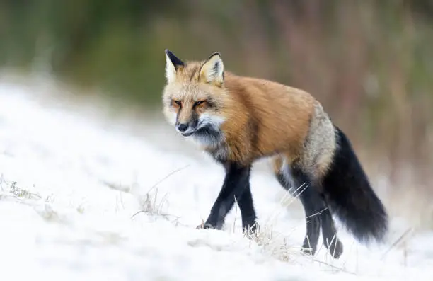 Red fox roams along a woodland in winter, eastern Canada.