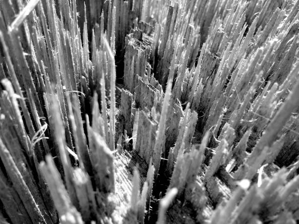An abstract macro, close up, photograph of splintered wood on the trunk of a fallen tree on a sunny day.