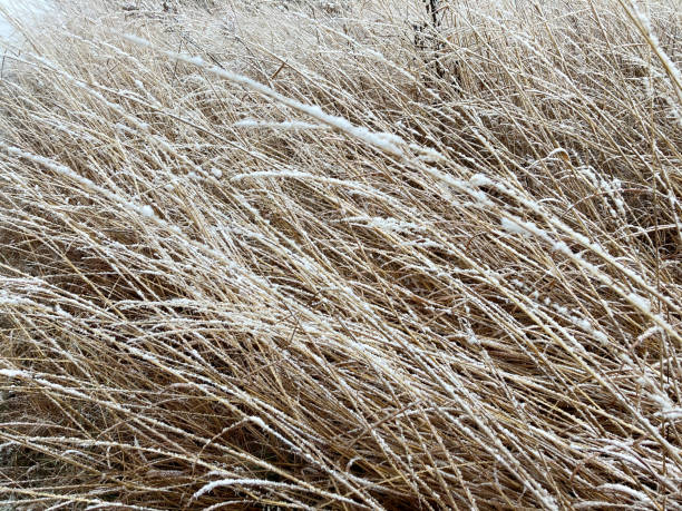 Wild grass covered in snow in winter abstract photo stock photo