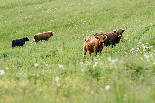 Scottish Highland Cattle grazing in a field.