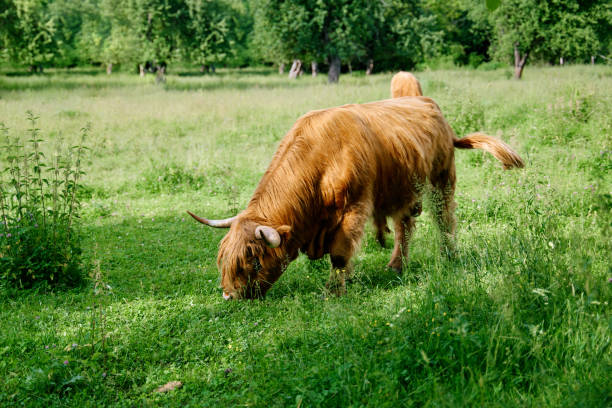 Scottish Highland Cattle grazing in a field.