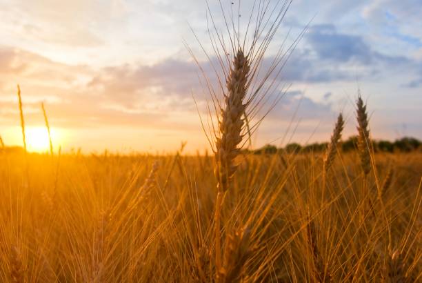 istock autumn wheat field at the evening 1322899547