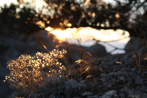 Dry grass lit by the sun on rock. Sunrise in the mountains.