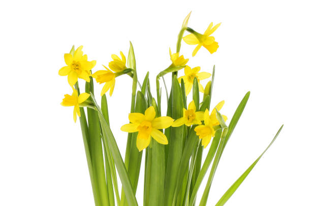 istock Narcissus flowers and foliage 1322899662