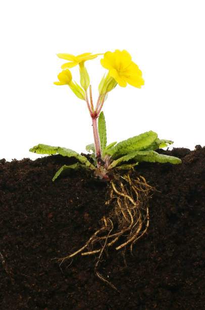 istock Primrose plant in soil 1322899694