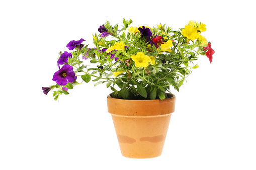 Flowering calibrachoa plant in a terracotta pot isolated against white