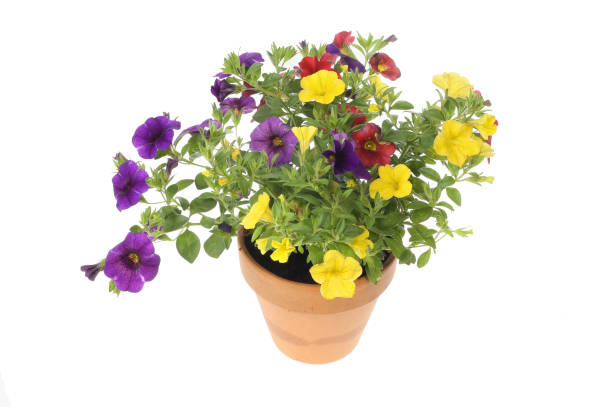 istock Calibrachoa plant in a pot 1322899850