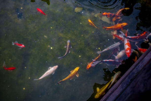 istock japanese carp koi fish in the pond 1322900001