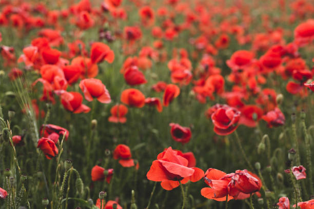 istock Beautiful blooming poppy field in summer. 1322900057