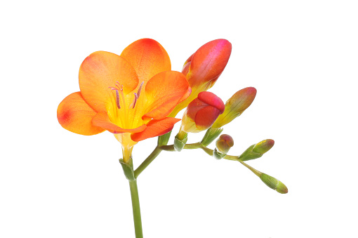 Orange and yellow freesia flower and buds isolated against white