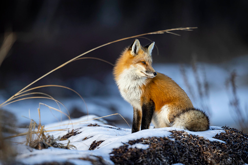 Red fox roams a frozen shoreline during winter in eastern Canada.