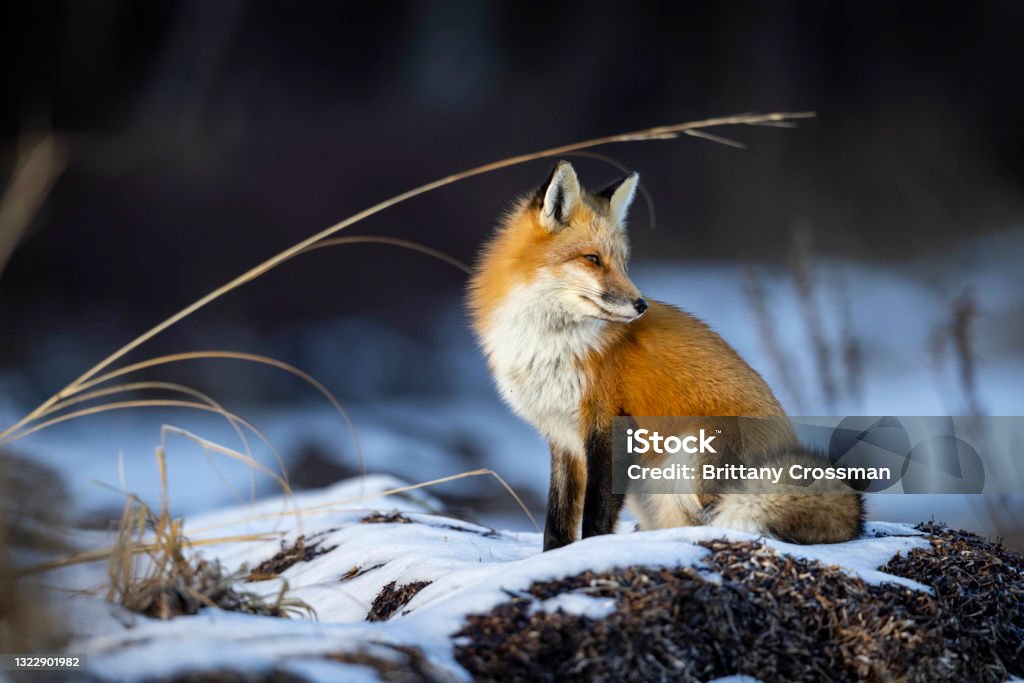 Red Fox Red fox roams a frozen shoreline during winter in eastern Canada. Fox Stock Photo