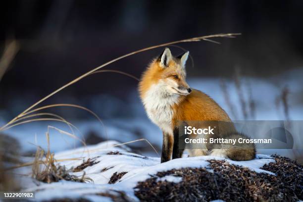 Red Fox Stock Photo - Download Image Now - Fox, Red Fox, Snow