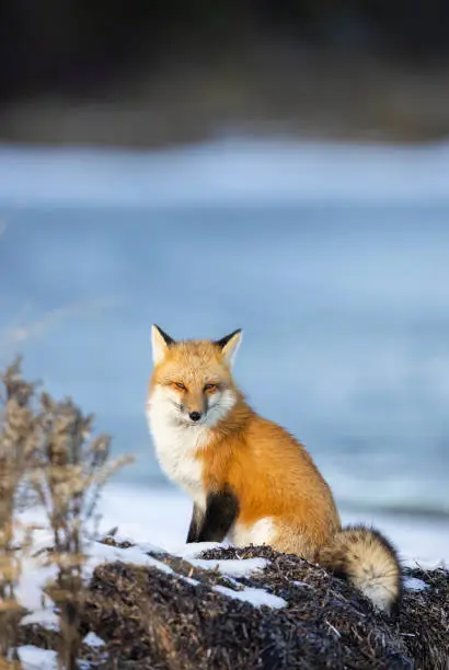 Red fox sits along a frozen shoreline during winter in eastern Canada.