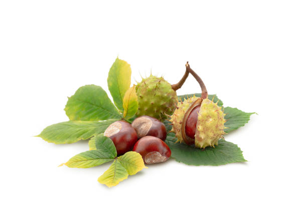 Horse chestnut with yellowing leaves on white