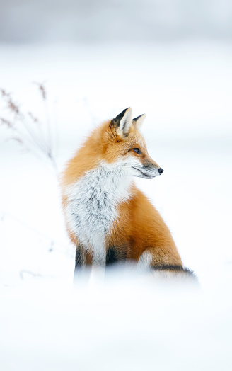 Red fox sits along a frozen shoreline during winter in eastern Canada.