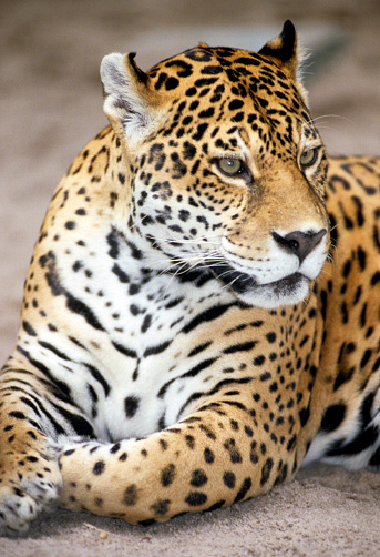 Amazon region big cat Jaguar resting during day time.