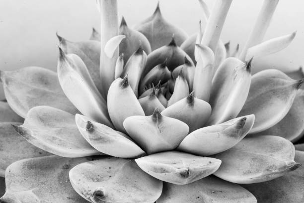 istock Gray echeveria succulent plant macro background, Close-up 1322905735