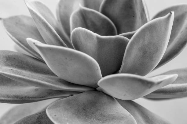 istock Gray succulent echeveria plant macro background, Close-up 1322905768