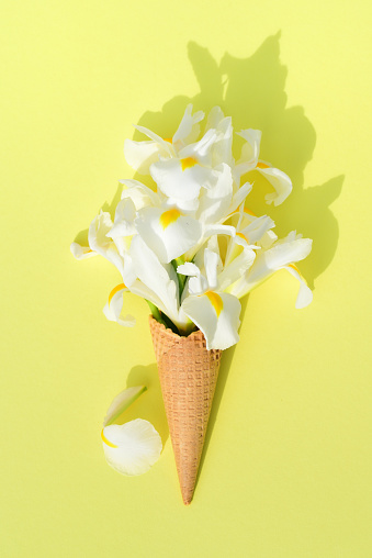 Still life with an ice cream cone, on a yellow background. In the bag there are many white flowers, so-called irises, which are in the waffle instead of the ice cream
