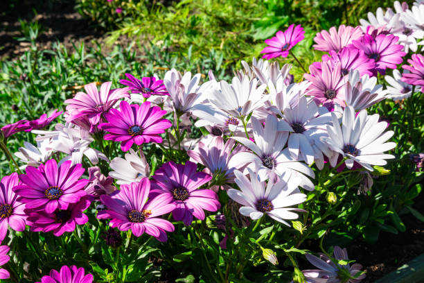 White and purple African daisies Beautiful white and purple colored African daisies (Osteospermum) in a garden. june stock pictures, royalty-free photos & images