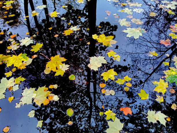 istock Autumn leaves on the water 1322907293